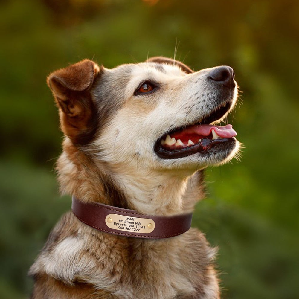 Real Leather Dog Collar Engraved