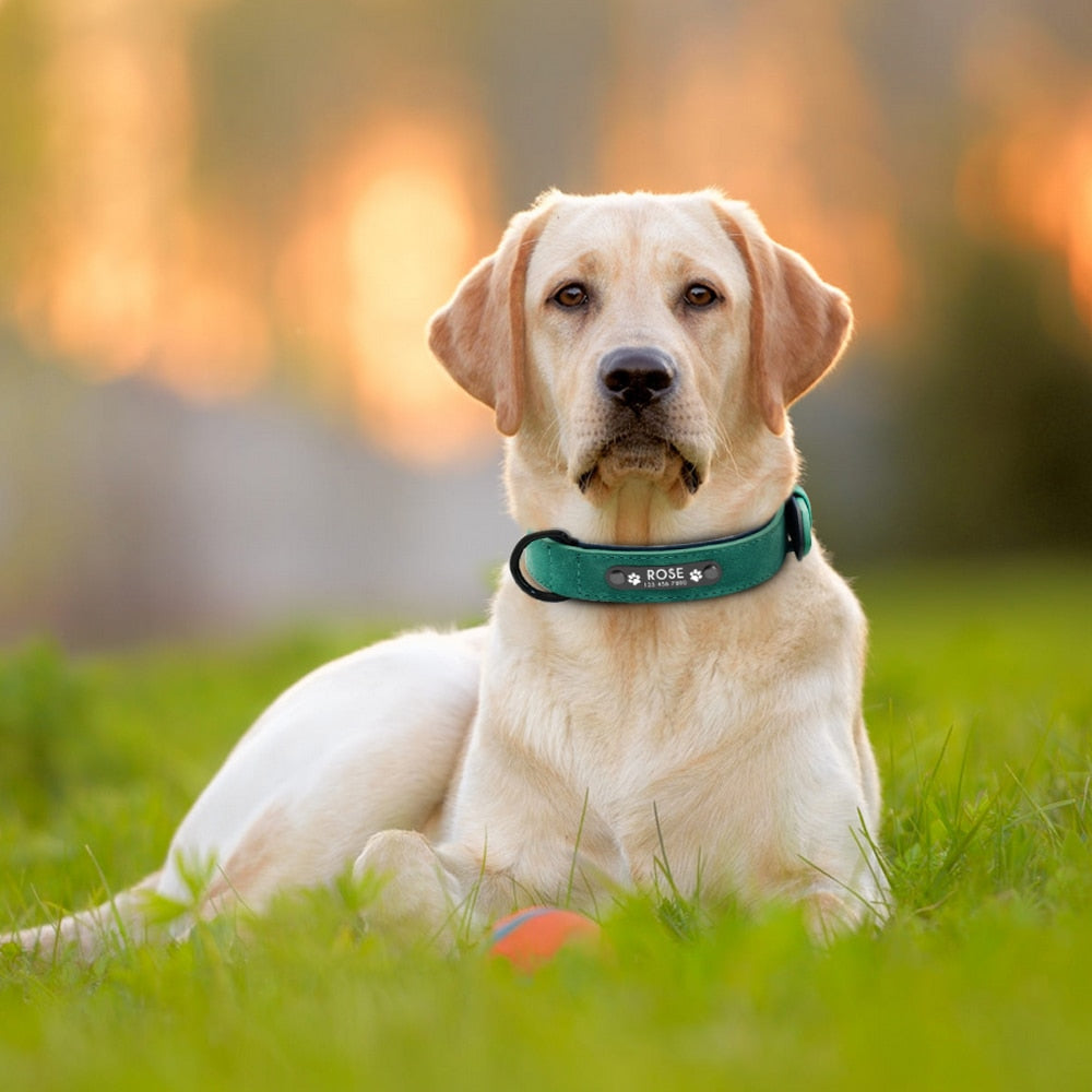 Style and Safety Collar for Your Furry Friend